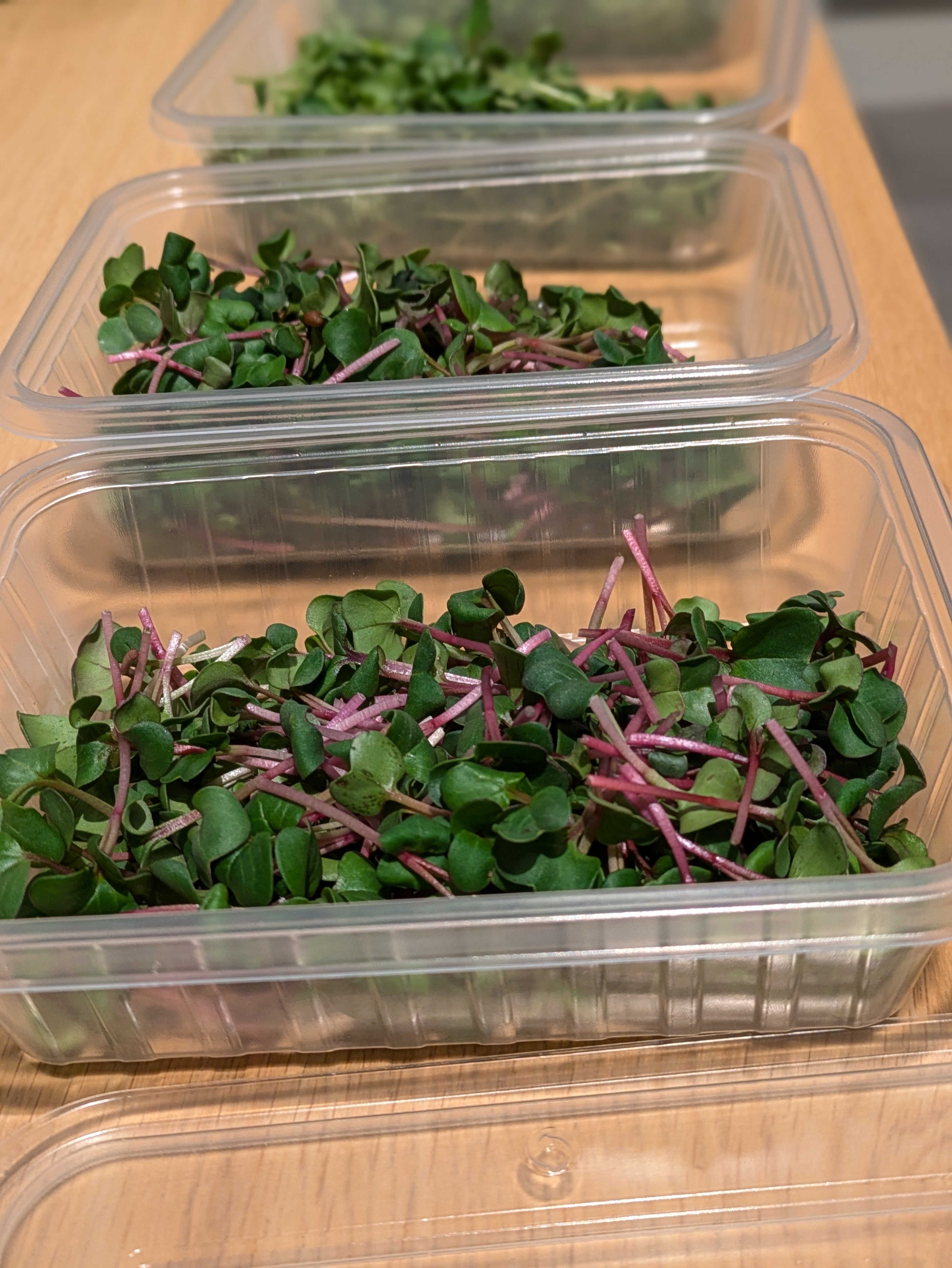 Microgreens: A Guide to Discovering the Future of Greens with Hydroponics Norge