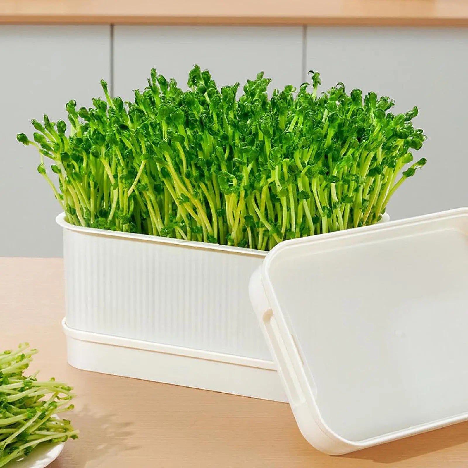 GreenSprout Tray - Double-Layer Hydroponic Seed and Microgreens Germination Tray